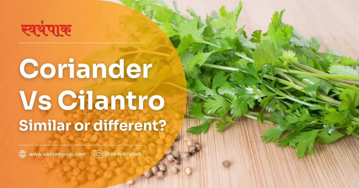 coriander vs cilantro