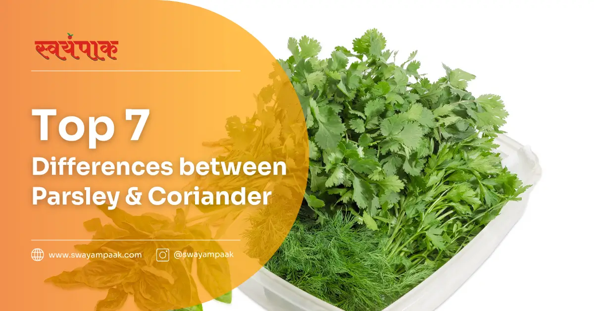 difference between parsley and coriander