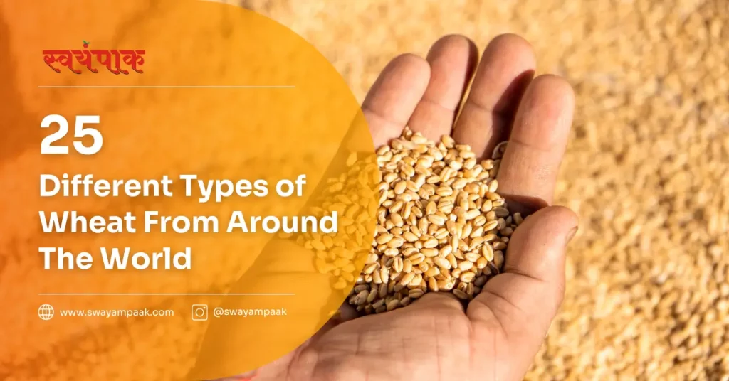 different types of wheat