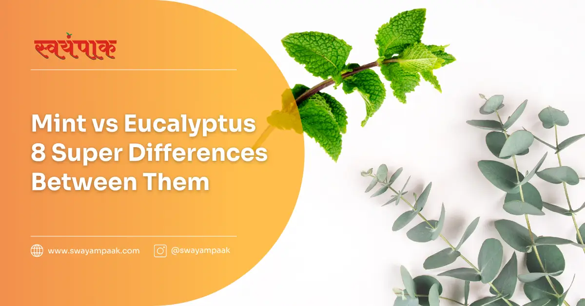 Mint vs Eucalyptus