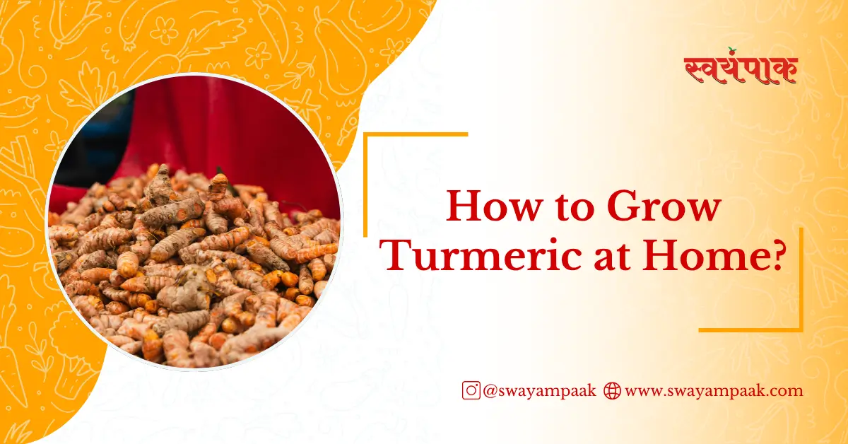 How to grow turmeric at home?