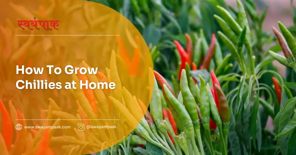 How to grow chillies at home