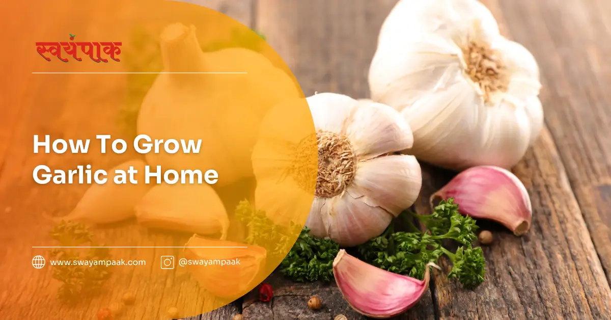 How to grow garlic at home