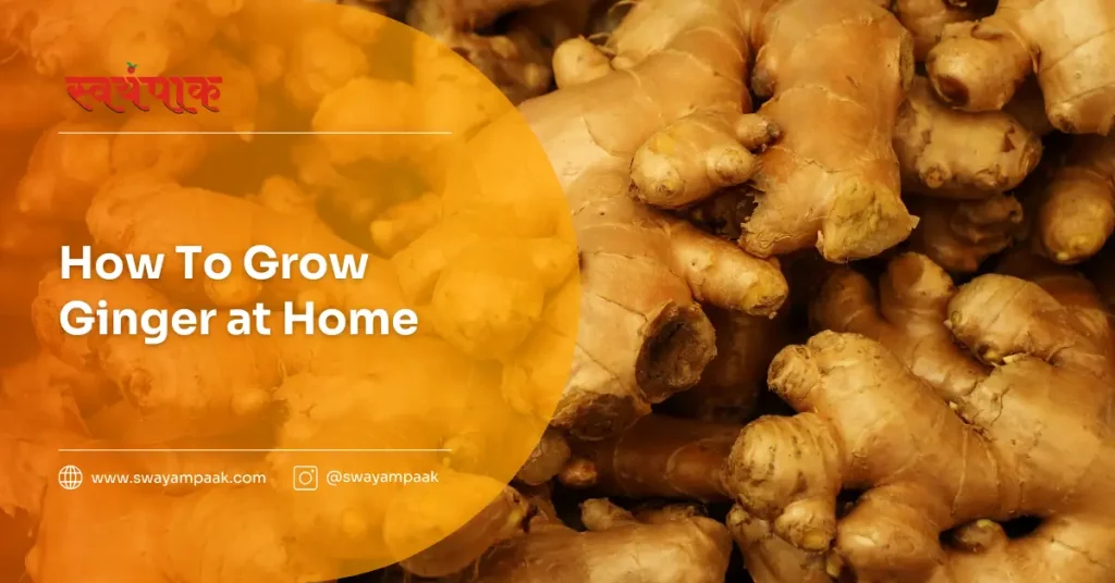 How to grow ginger at home