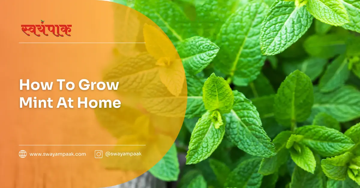 How to grow mint at home