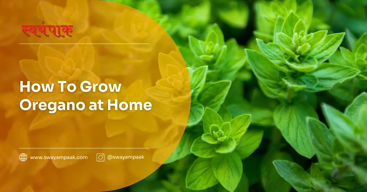 How to grow oregano at home