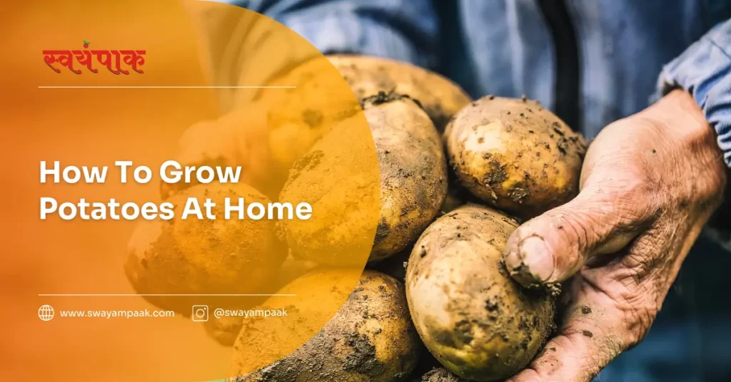 how to grow potatoes at home