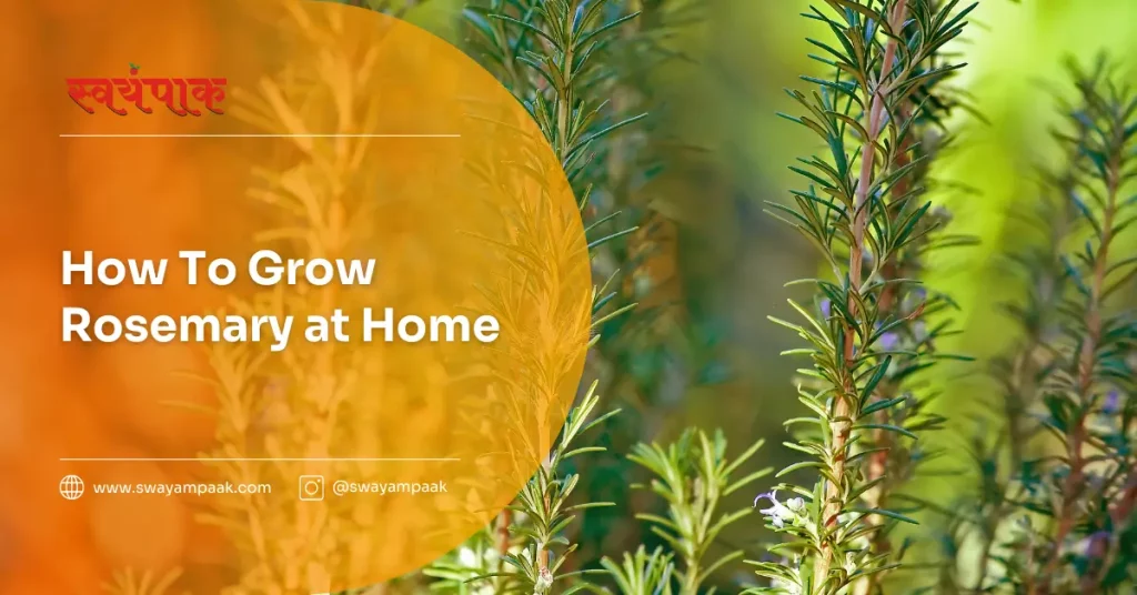 How to grow rosemary at home