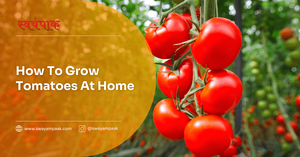 How to grow tomatoes