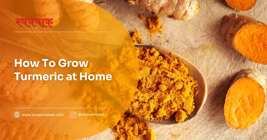 How to grow turmeric at home